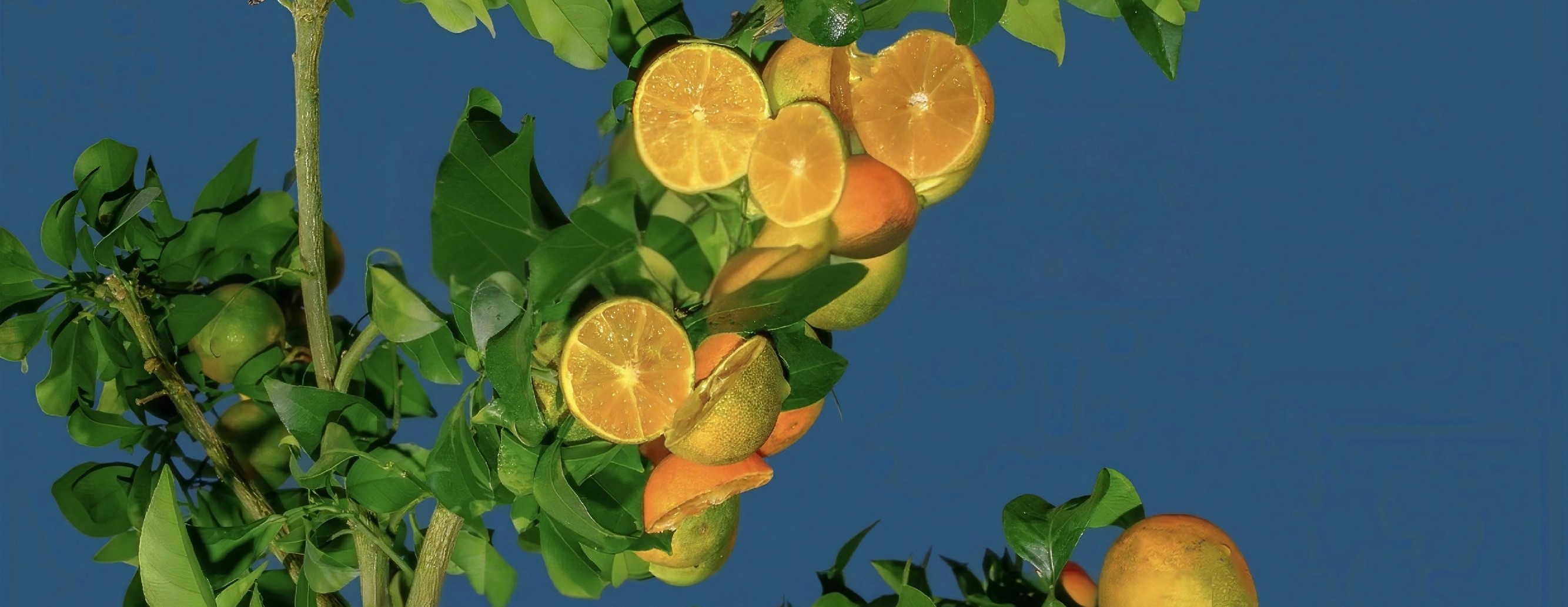 Juicy and Fruitful~~